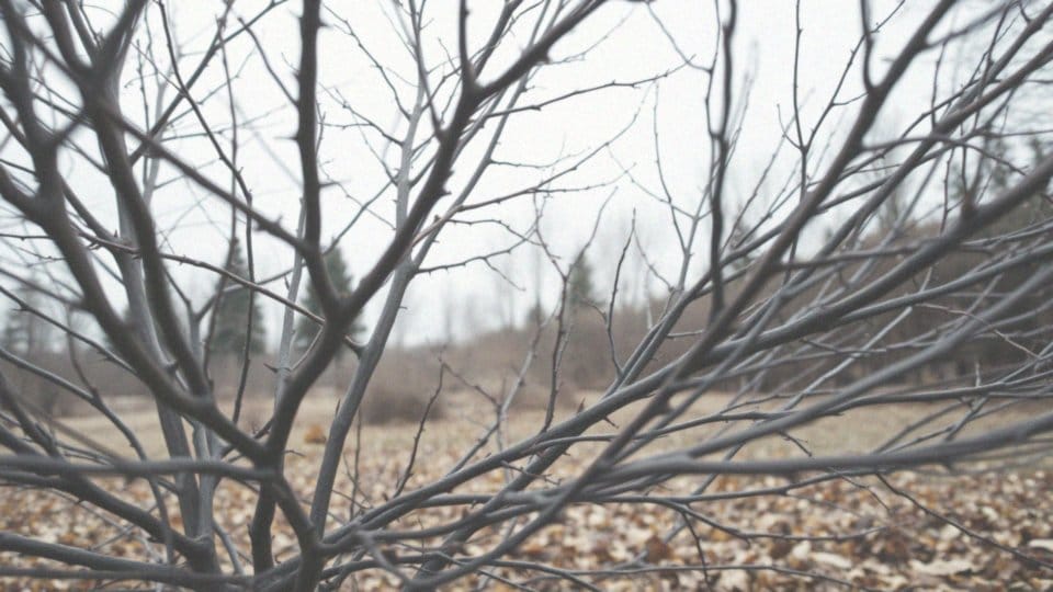 Jakie gatunki berberysów zrzucają liście na zimę?